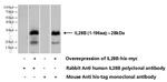 IL28B/ IFNL3 Antibody in Western Blot (WB)