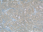 ROMO1 Antibody in Immunohistochemistry (Paraffin) (IHC (P))