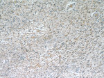 ROMO1 Antibody in Immunohistochemistry (Paraffin) (IHC (P))