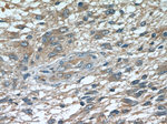 ROMO1 Antibody in Immunohistochemistry (Paraffin) (IHC (P))