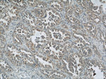 ROMO1 Antibody in Immunohistochemistry (Paraffin) (IHC (P))