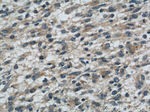 ROMO1 Antibody in Immunohistochemistry (Paraffin) (IHC (P))