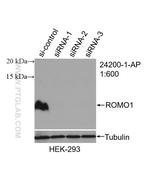 ROMO1 Antibody in Western Blot (WB)