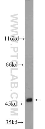 WNT6 Antibody in Western Blot (WB)