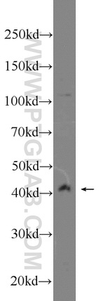 WNT6 Antibody in Western Blot (WB)