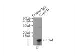 C1orf31 Antibody in Immunoprecipitation (IP)