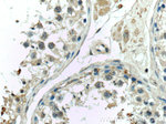 C7orf47 Antibody in Immunohistochemistry (Paraffin) (IHC (P))