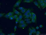 C7orf47 Antibody in Immunocytochemistry (ICC/IF)