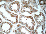 ANKRD53 Antibody in Immunohistochemistry (Paraffin) (IHC (P))