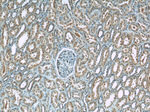 ANKRD53 Antibody in Immunohistochemistry (Paraffin) (IHC (P))