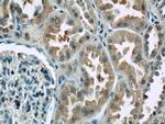 ANKRD53 Antibody in Immunohistochemistry (Paraffin) (IHC (P))