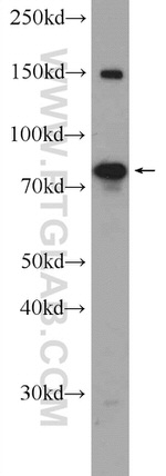 PAPOLG Antibody in Western Blot (WB)