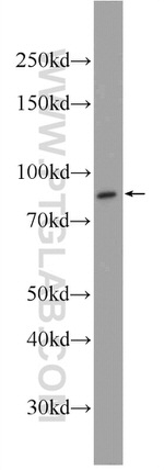 CSTF3 Antibody in Western Blot (WB)