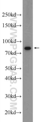 CSTF3 Antibody in Western Blot (WB)