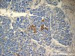 peptide YY Antibody in Immunohistochemistry (Paraffin) (IHC (P))