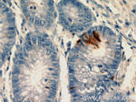 peptide YY Antibody in Immunohistochemistry (Paraffin) (IHC (P))