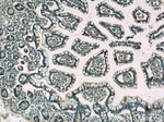 peptide YY Antibody in Immunohistochemistry (Paraffin) (IHC (P))