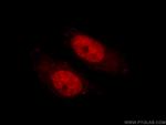 EFCAB5 Antibody in Immunocytochemistry (ICC/IF)