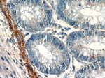 EFCAB5 Antibody in Immunohistochemistry (Paraffin) (IHC (P))