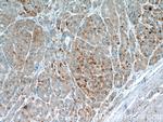 EFCAB5 Antibody in Immunohistochemistry (Paraffin) (IHC (P))