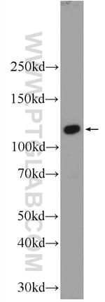 EFCAB5 Antibody in Western Blot (WB)