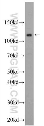 EFCAB5 Antibody in Western Blot (WB)