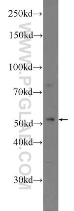 LIPI Antibody in Western Blot (WB)