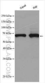 cIAP2 Antibody in Western Blot (WB)