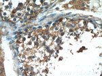 cIAP2 Antibody in Immunohistochemistry (Paraffin) (IHC (P))