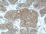 cIAP2 Antibody in Immunohistochemistry (Paraffin) (IHC (P))