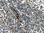 cIAP2 Antibody in Immunohistochemistry (Paraffin) (IHC (P))