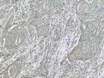 CAMK1 Antibody in Immunohistochemistry (Paraffin) (IHC (P))