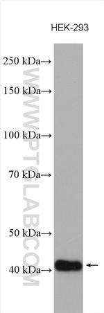 CAMK1 Antibody in Western Blot (WB)