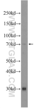 ATG16L2 Antibody in Western Blot (WB)