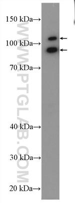 ABTB2 Antibody in Western Blot (WB)