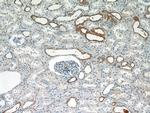 SGLT3/SLC5A4 Antibody in Immunohistochemistry (Paraffin) (IHC (P))