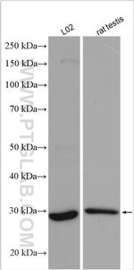 ERP29 Antibody in Western Blot (WB)