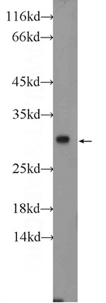 ERP29 Antibody in Western Blot (WB)