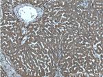 ABCA8 Antibody in Immunohistochemistry (Paraffin) (IHC (P))