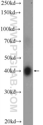 VSTM1 Antibody in Western Blot (WB)