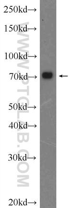 C17orf85 Antibody in Western Blot (WB)