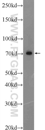 C17orf85 Antibody in Western Blot (WB)