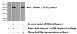 C11orf48 Antibody in Western Blot (WB)