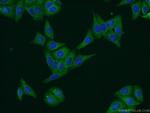 PERK/EIF2AK3 Antibody in Immunocytochemistry (ICC/IF)