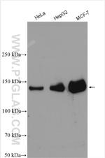 PERK/EIF2AK3 Antibody in Western Blot (WB)