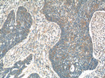 IL-19 Antibody in Immunohistochemistry (Paraffin) (IHC (P))