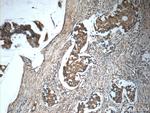 IL-19 Antibody in Immunohistochemistry (Paraffin) (IHC (P))