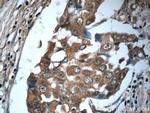 IL-19 Antibody in Immunohistochemistry (Paraffin) (IHC (P))