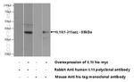 IL-19 Antibody in Western Blot (WB)