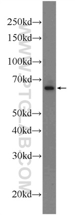 KTELC1 Antibody in Western Blot (WB)